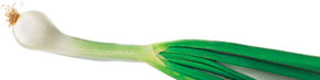 Onion Leaf